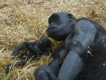mom and baby gorillas at Calgary Zoo