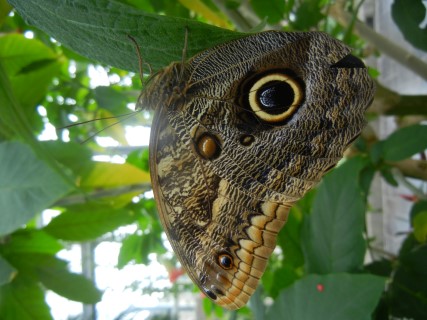 owls eye butterfly at Calgary Zoo