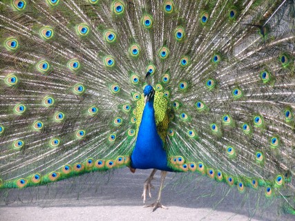 peacock at the Calgary Zoo
